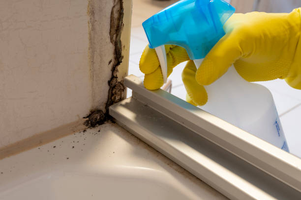 Best Same-Day Mold Removal  in Cade, LA