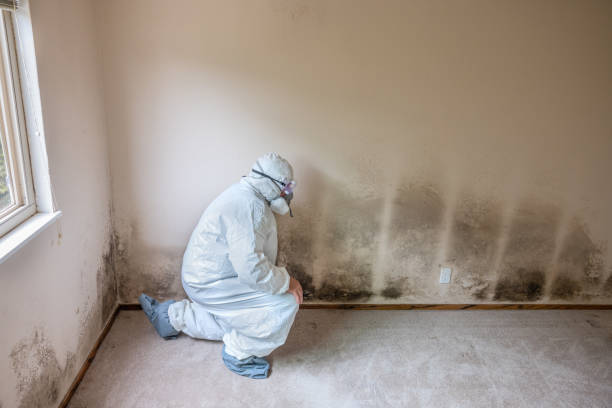 Office Mold Removal Services in Cade, LA