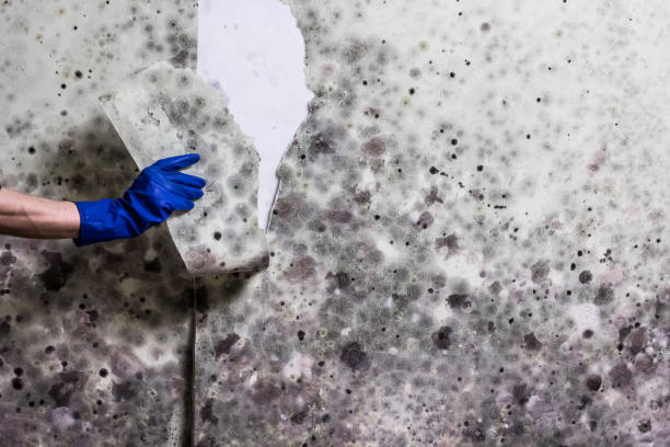 Best Best Mold Removal Companies  in Cade, LA