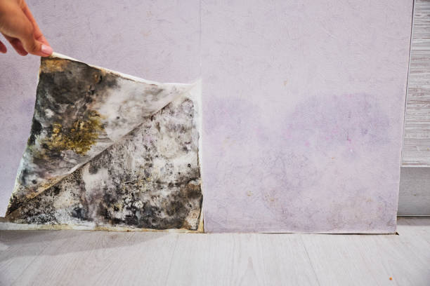 Best Mold Removal Specialists  in Cade, LA